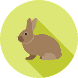 Hase